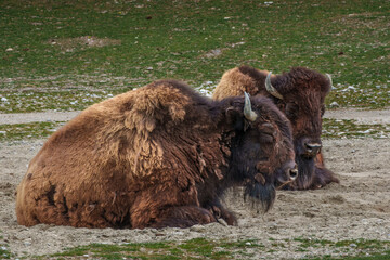 American buffalo known as bison, Bos bison in a german park