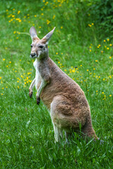The red kangaroo, Macropus rufus is the largest of all kangaroos and the largest extant marsupial.