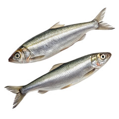 Obraz premium Two fresh whole small silver fish swimming in a diagonal direction isolated on transparent background