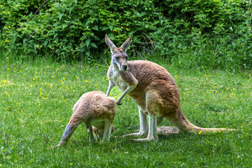 The red kangaroo, Macropus rufus is the largest of all kangaroos and the largest extant marsupial. © rudiernst
