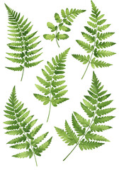 Obraz premium Watercolor Illustration of Fern Leaves Isolated on Transparent Background