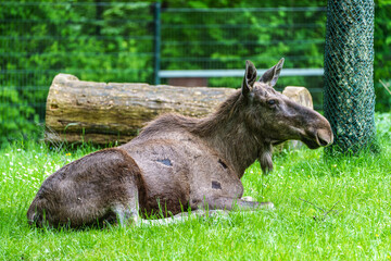 European Moose, Alces alces, also known as the elk