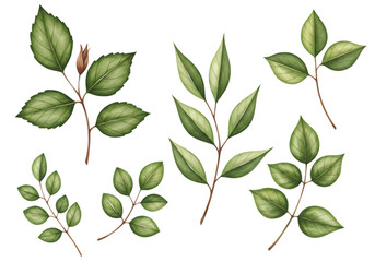 Naklejka premium Watercolor Illustration of Green Leaves on Branches Isolated Background