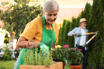 Senior couple working with plants in garden, selective focus