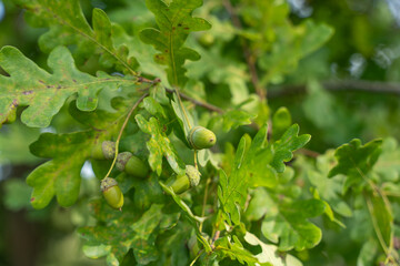 Green acorns hang from an oak branch among lobed leaves. A clear sign of summer turning into autumn.