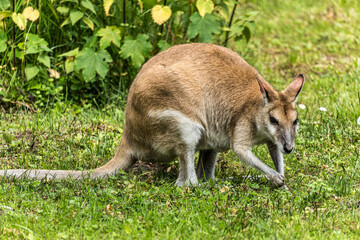 The agile wallaby, Macropus agilis also known as the sandy wallaby