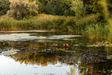 Autumn Lake with Flowers and Wildlife