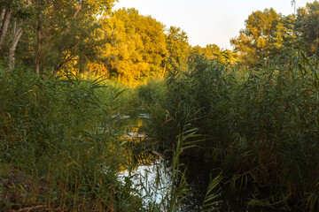 Autumn Lake with Flowers and Wildlife