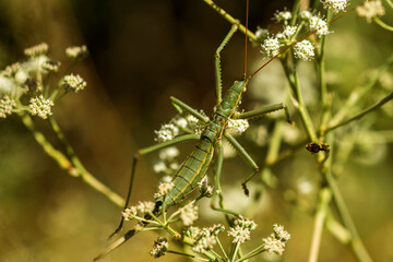 grasshopper on a thistle