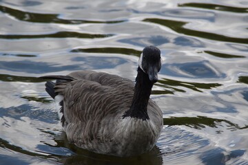 A Canada goose is swimming in water in nature in cloudy day in late summer.