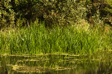 Autumn Lake with Flowers and Wildlife