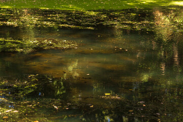 Autumn Lake with Flowers and Wildlife