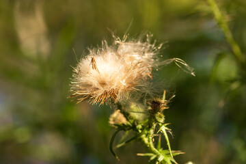 dandelion seed head