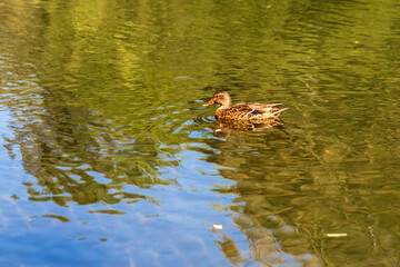 duck in the water