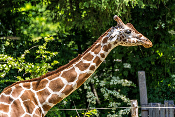 The giraffe, Giraffa camelopardalis is an African mammal