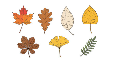 Obraz premium Autumnal leaf illustrations in various shapes and colors for educational resources, seasonal design projects, and botanical studies to enhance art projects.