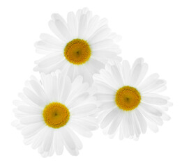 Fototapeta premium Beautiful fresh chamomile flowers isolated on white