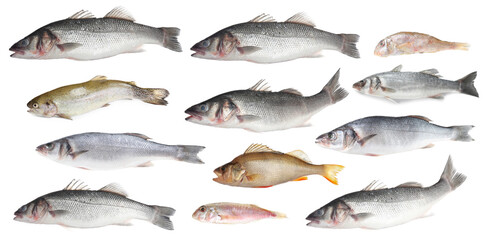 Different types of raw fish isolated on white, collage
