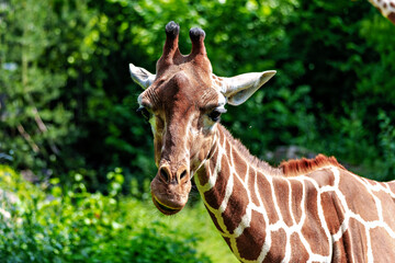 The giraffe, Giraffa camelopardalis is an African mammal