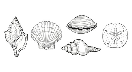 Detailed line art illustration of various seashells and a sand dollar showcasing intricate patterns and textures for educational resources or decorative design projects.
