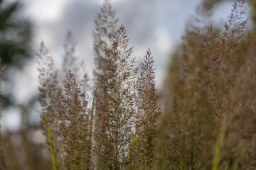 Tall reed-like grass sways softly in the breeze against a cloudy sky. Its fine brownish flower spikes create a delicate texture.