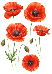 Fototapeta premium Watercolor Illustration Of Red Poppy Flowers With Transparent Background