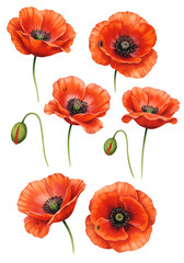 Fototapeta premium Watercolor Illustration of Red Poppies on a Transparent Background