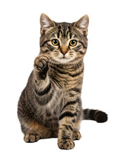 Photo of a Brown Tabby Cat Sitting Isolated on a Transparent Background