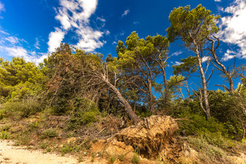 A tall tree broken in a forest, an uprooted tree toppled to the ground during a storm in Croatia.