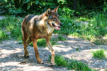 European Grey Wolf, Canis lupus in a german park