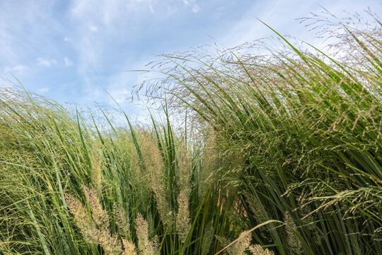 Dense tufts of switchgrass stand tall under a blue sky. Their airy seed heads catch the sunlight.