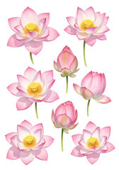Fototapeta premium Watercolor Lotus Flowers Illustration On Transparent Background