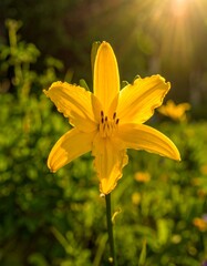 Fototapeta premium Bright yellow lily in garden (2)