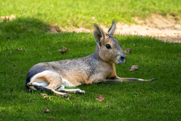 Patagonian Mara, Dolichotis patagonum are large relatives of guinea pigs