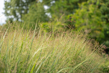 A field of grasses stretches into the distance, softly lit by the afternoon sun. The plants create a dreamy, natural scene.