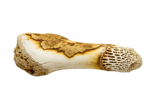 Isolated animal bone on transparent background, a weathered specimen with unique texture and structural details