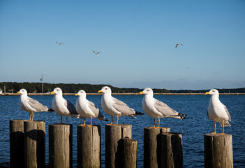 Photo Several seagulls sit on wooden posts on a jetty by the water