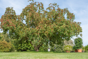 A lush cherry tree stands full of ripe red fruit. Its wide crown creates a vibrant centerpiece in the garden.