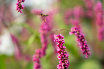 Pink clusters of Persicaria flowers hang gracefully. A wasp hovers nearby, adding a lively detail.