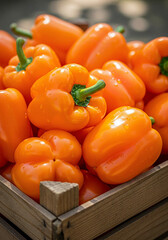 신선한 주황색 파프리카