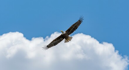 Obraz premium Bald eagle soars gracefully through a bright blue sky with fluffy white clouds nature wildlife