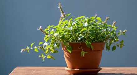 Close-up of beautiful blooming basil plant in a terracotta pot against soft blue background