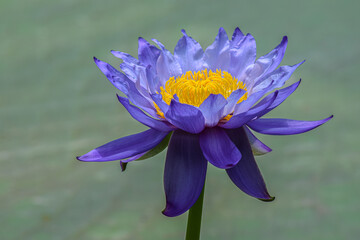 Macro details of a purple water lily