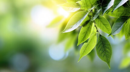 Obraz premium A close-up view of vibrant green leaves glistening in soft sunlight. The natural beauty of foliage symbolizes growth and renewal, bringing a refreshing essence to any space.