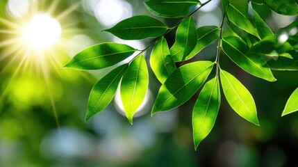 Obraz premium Close-up of vibrant green leaves illuminated by sunlight