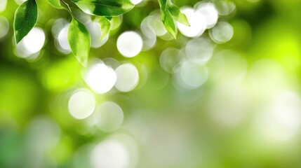 Obraz premium A vibrant close-up image of lush green leaves with soft bokeh background. This nature-inspired photo evokes feelings of tranquility and freshness, perfect for various projects.