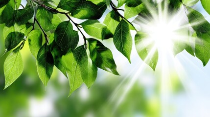 Vibrant green leaves illuminated by sunlight create a refreshing and serene atmosphere. This enchanting image symbolizes nature's beauty and the tranquility it brings to our lives.