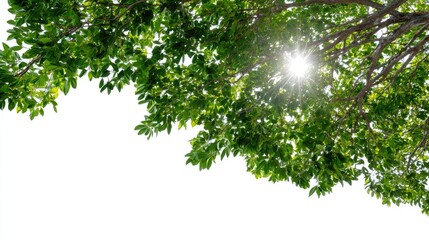 A vibrant canopy of green leaves illuminated by sunlight, capturing the essence of nature. This serene image invokes feelings of tranquility and the beauty of the outdoors.