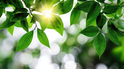 Vibrant green leaves illuminated by sunlight create a soothing atmosphere. The bokeh effect adds depth, inviting nature lovers to appreciate the beauty of the natural world.