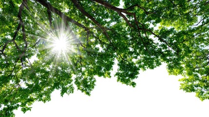 Sunlight filters through lush green leaves, casting a warm glow and creating a serene atmosphere. This image evokes a sense of peace and connection to nature.